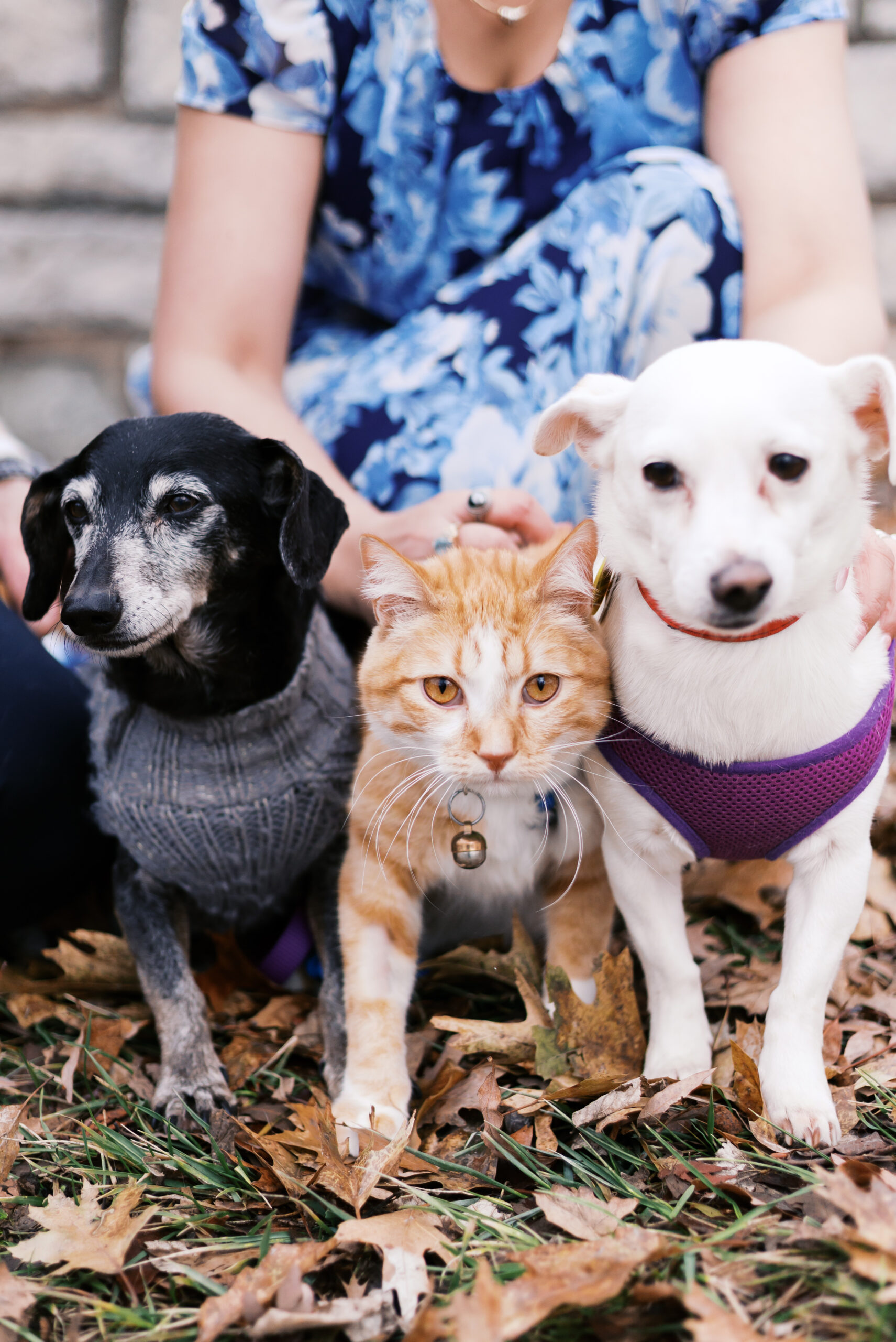 winter engagement session with animals at shawnee mission park in kansas city