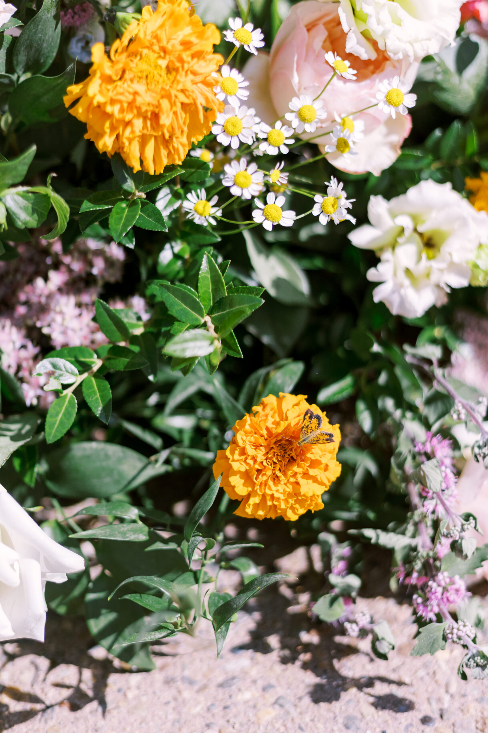 Close-up of vibrant garden flowers with butterfly resting on bright orange bloom.